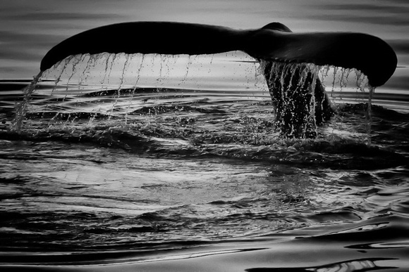 Whale's Tail Alaska